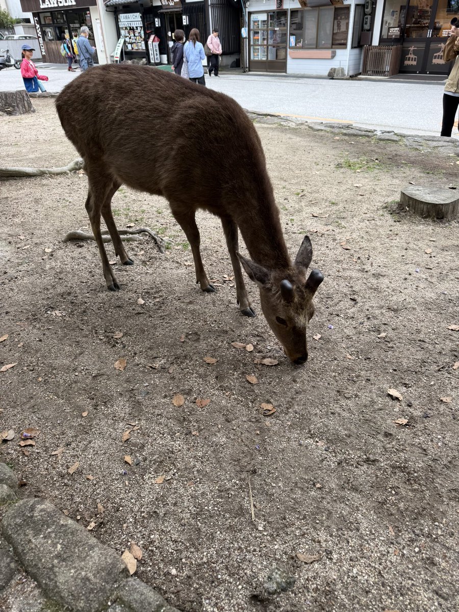 たこちゃんねる tweet media