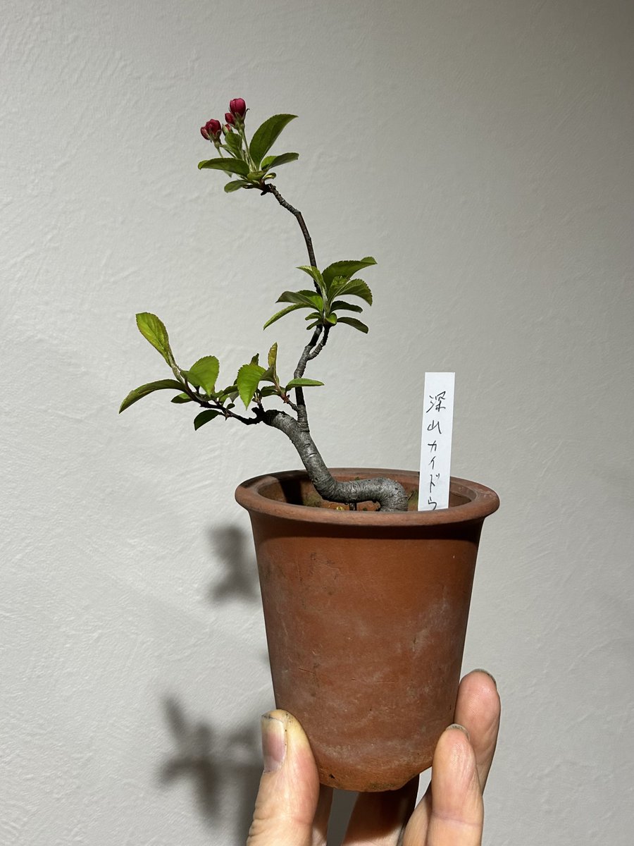 小さい花の付いた盆栽を買ってきて吹き流しで仕上げた 白い花が咲いて