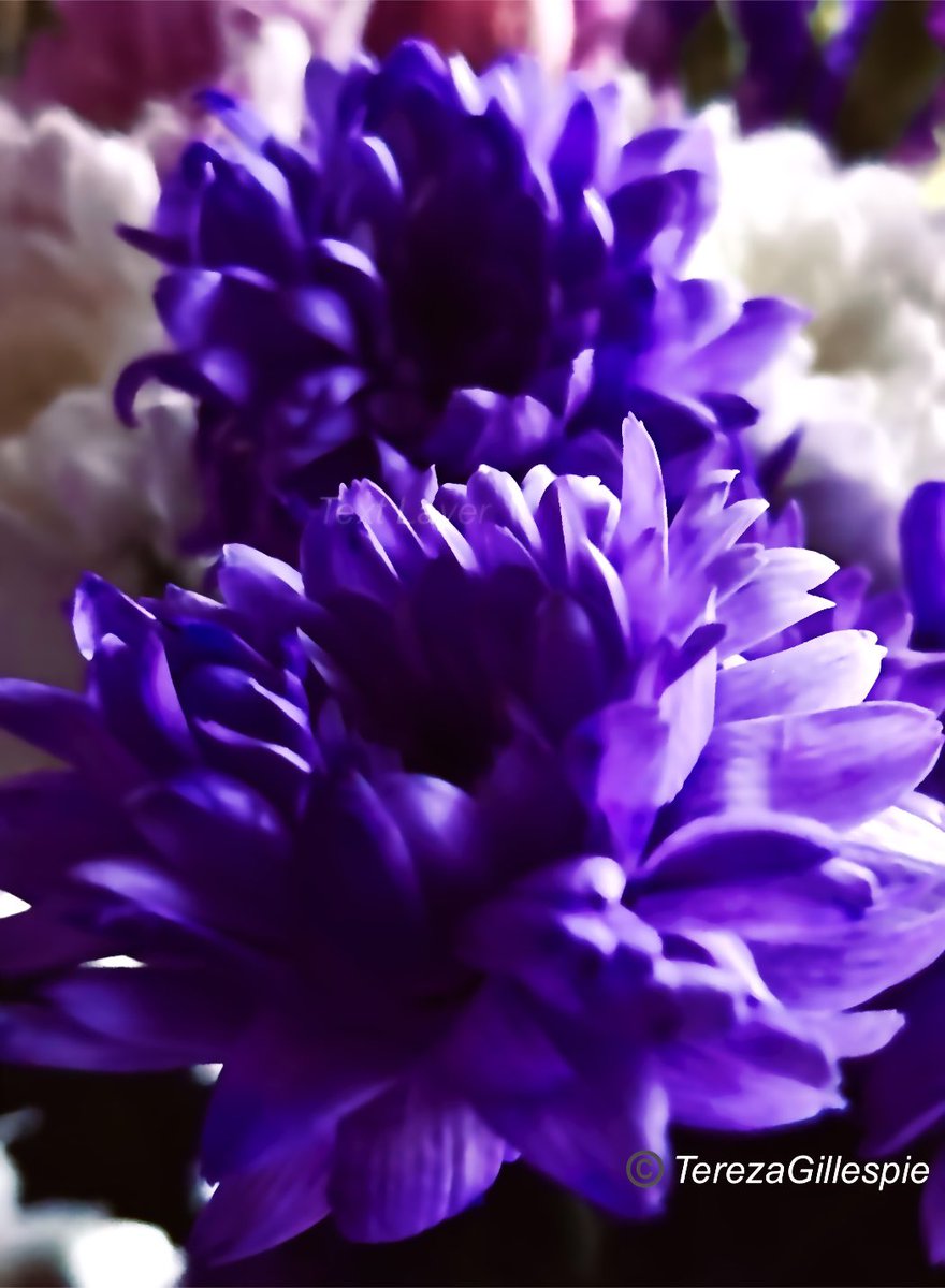 TBGTNT's tweet image. Goodnight 🌝my beautiful💞 friends.
In these turbulent, unpredictable times, I wish you all peace of mind, body &amp;amp; soul.☮️🦢🪽🕊️☮️
Rest easy &amp;amp; dream sweetly.
Thank you always.🙏🏼💕🙋🏼‍♀️
#peace #gratitude #LoveAndLight #goodnight 
📸 #photo @TBGTNT