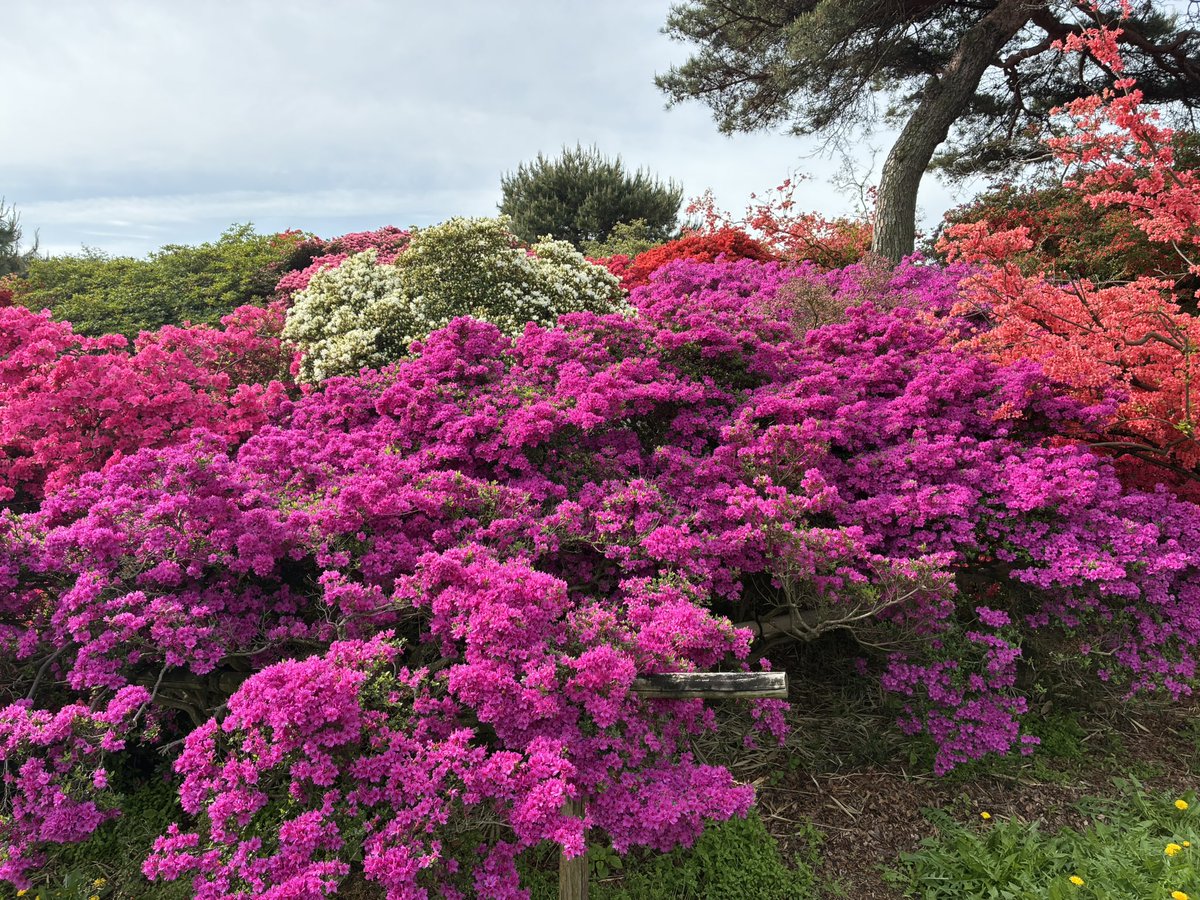 六分儀　暁(ろくぶんぎ　あかつき) tweet media