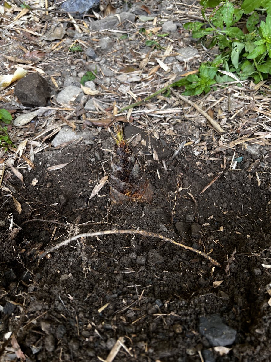 アンビシャス tweet media