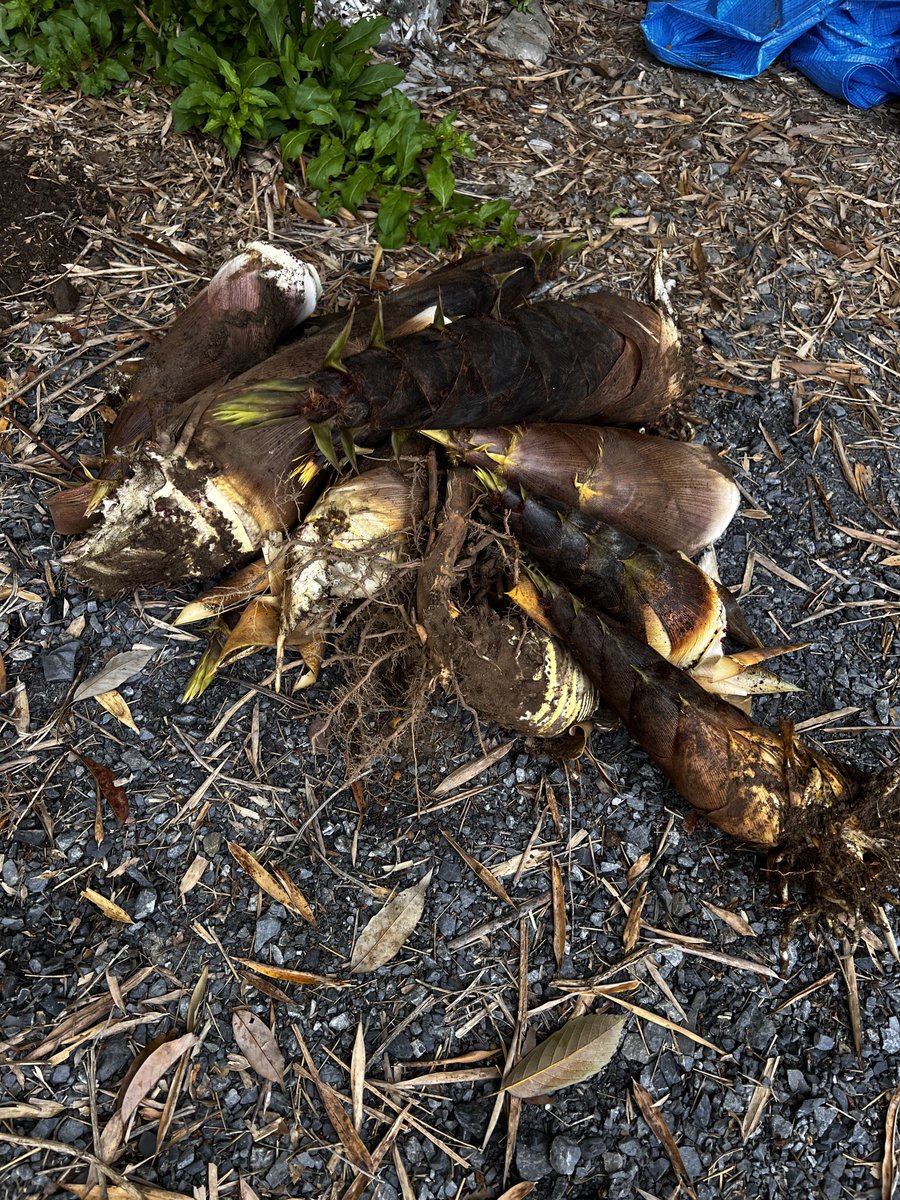 アンビシャス tweet media