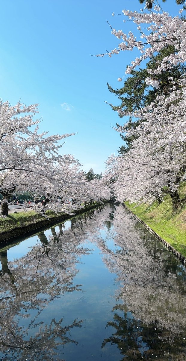 yt19720902's tweet photo. 弘前公園と春陽橋🌸
夜の桜がupされるのは、ここの橋だと初めて知りました。
桜まつり公式応援キャラクター桜ミク
とても綺麗な桜でした✨ https://t.co/PNOD8lnHfL