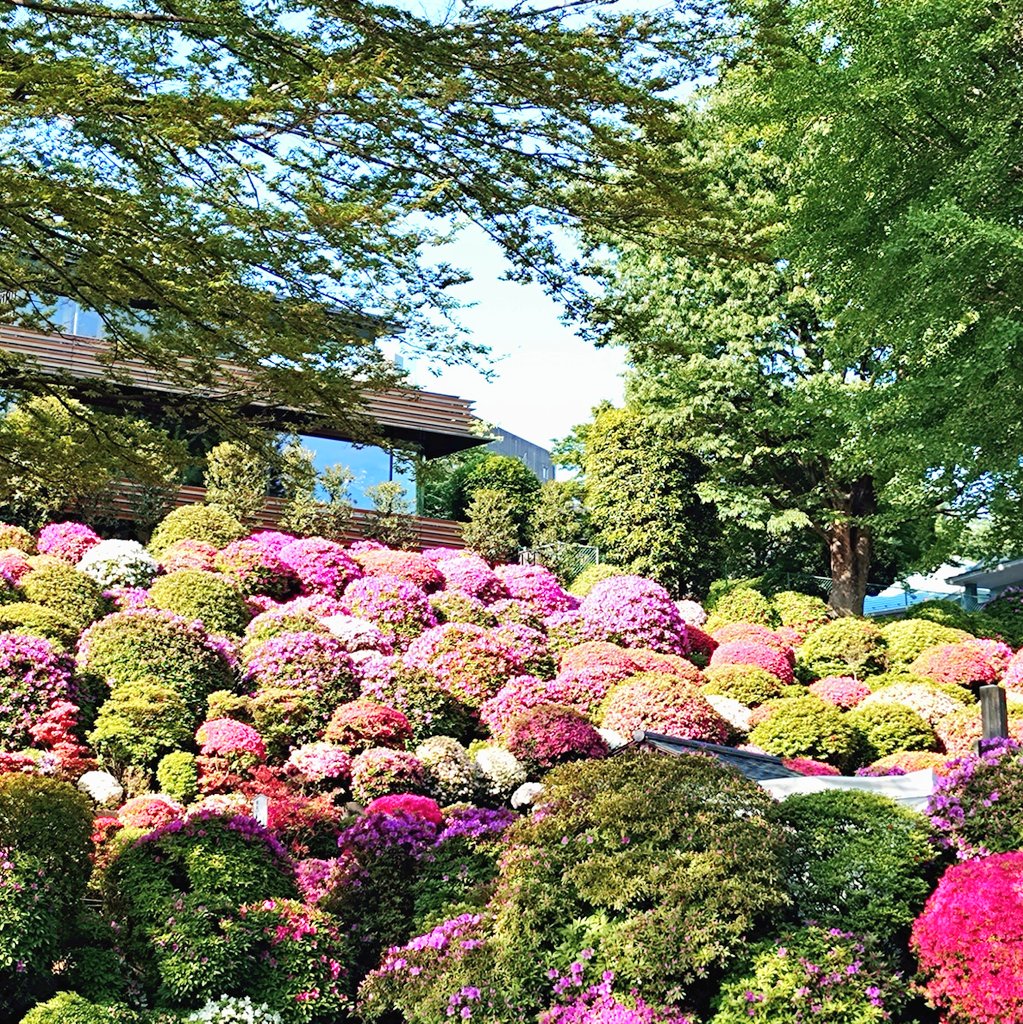 朝からウロウロ
神田明神の藤と
根津神社のツツジ😊
