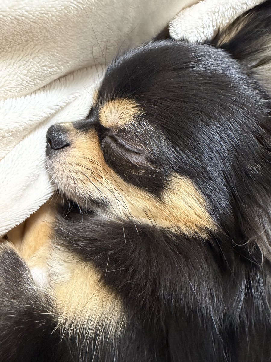 ゆきめく tweet media