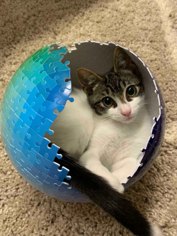 robynconnery1's tweet image. Good morning beautiful souls Happy Sunday! Enjoy a serene &amp;amp; gentle day filled with many moments of light &amp;amp; loving kindness
#mindfulness #meditation #kindness #compassion #serenity
#CatsInFunnyPlaces #cats #felines #companions #therapy

Not my📸