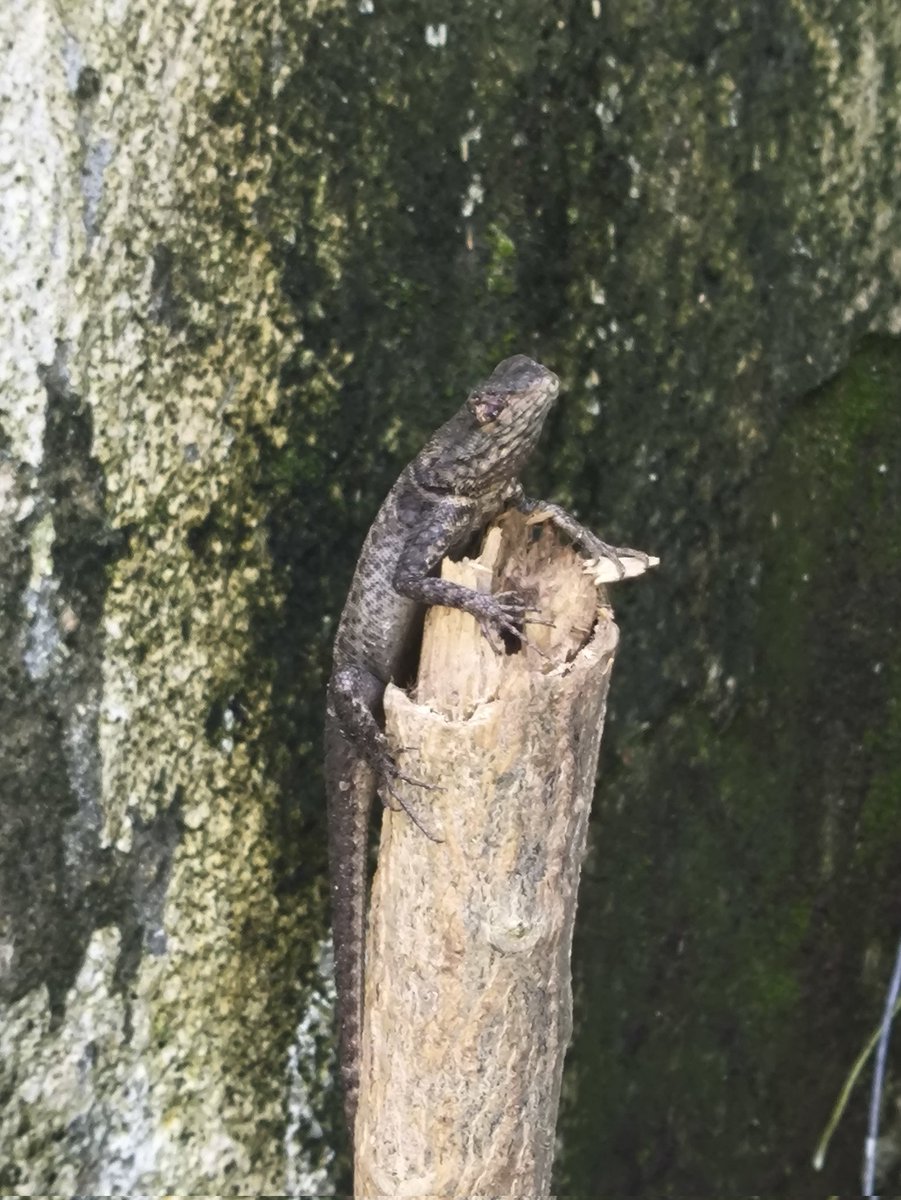 ʕ •ᴥ•ʔ pardo tweet media