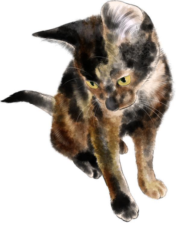 「猫練習」|竹下けんじろうのイラスト