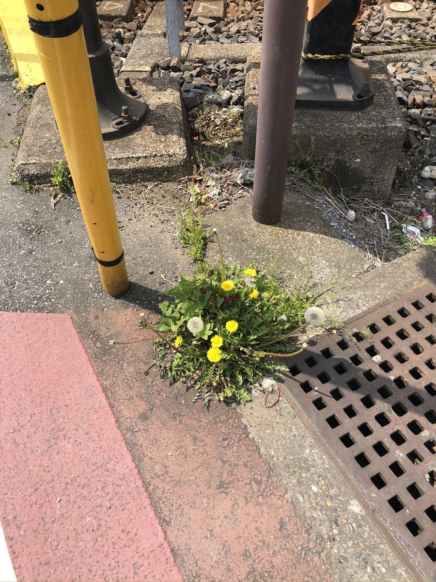 kenjj35 (レイ✈︎RAY) tweet media