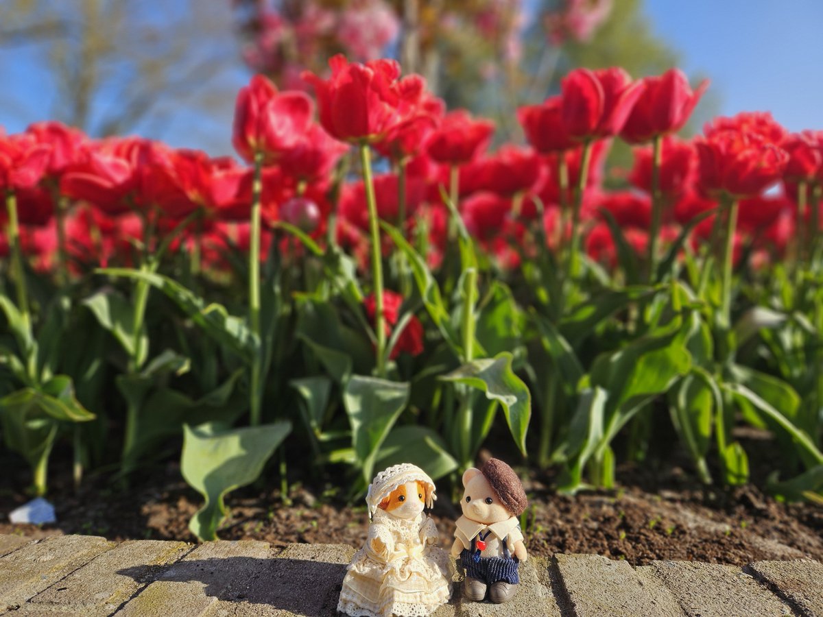 txnaoo's tweet photo. オランダ、フランス、スペインに行ってきました！写真はオランダのキューケンホフ公園🪻🌷 https://t.co/2CNcW9KXO5