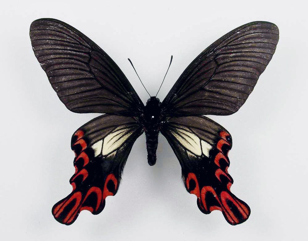 lina ★ @gittana on bsky tweet media