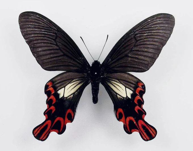 scarlet mormon