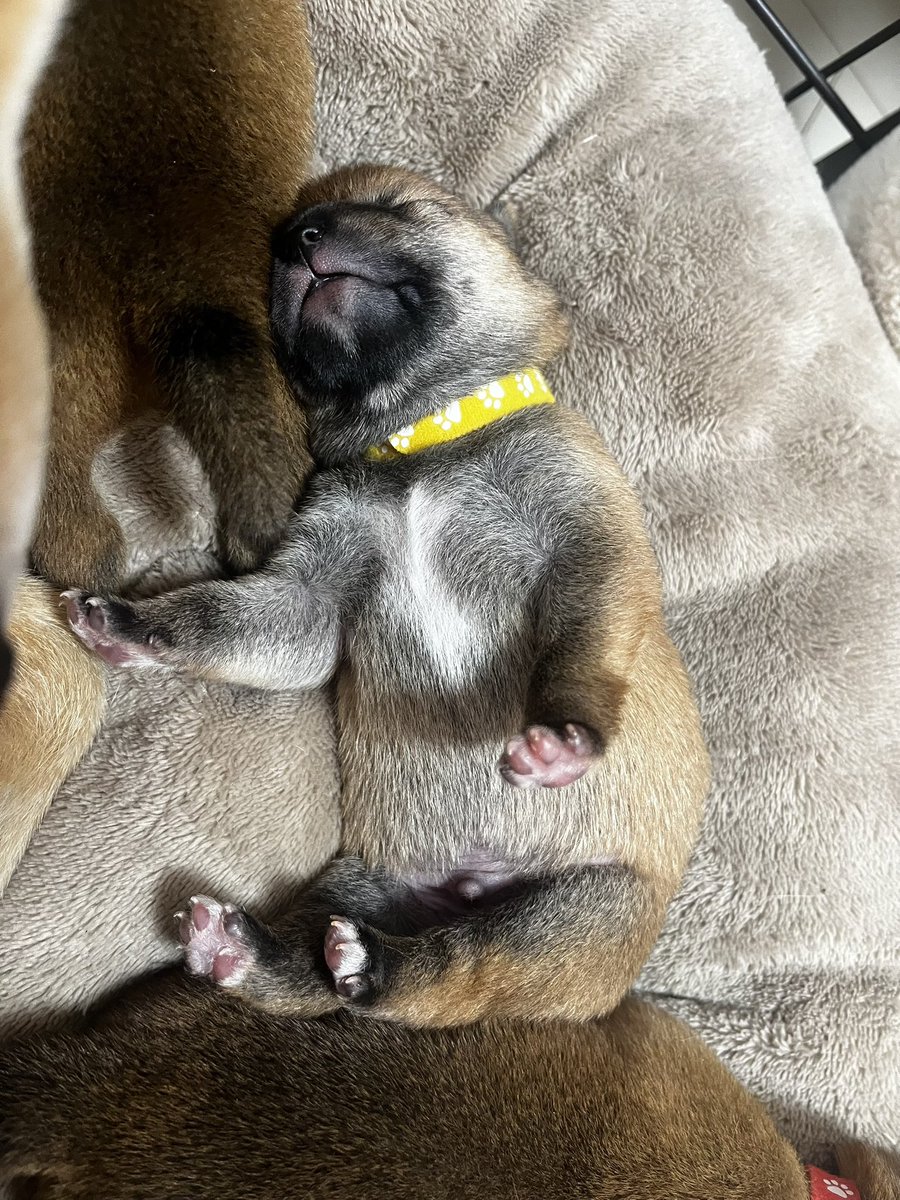 柴犬ぎんなん❤︎豆柴どんぐりと飼い主ゆきんこ tweet media