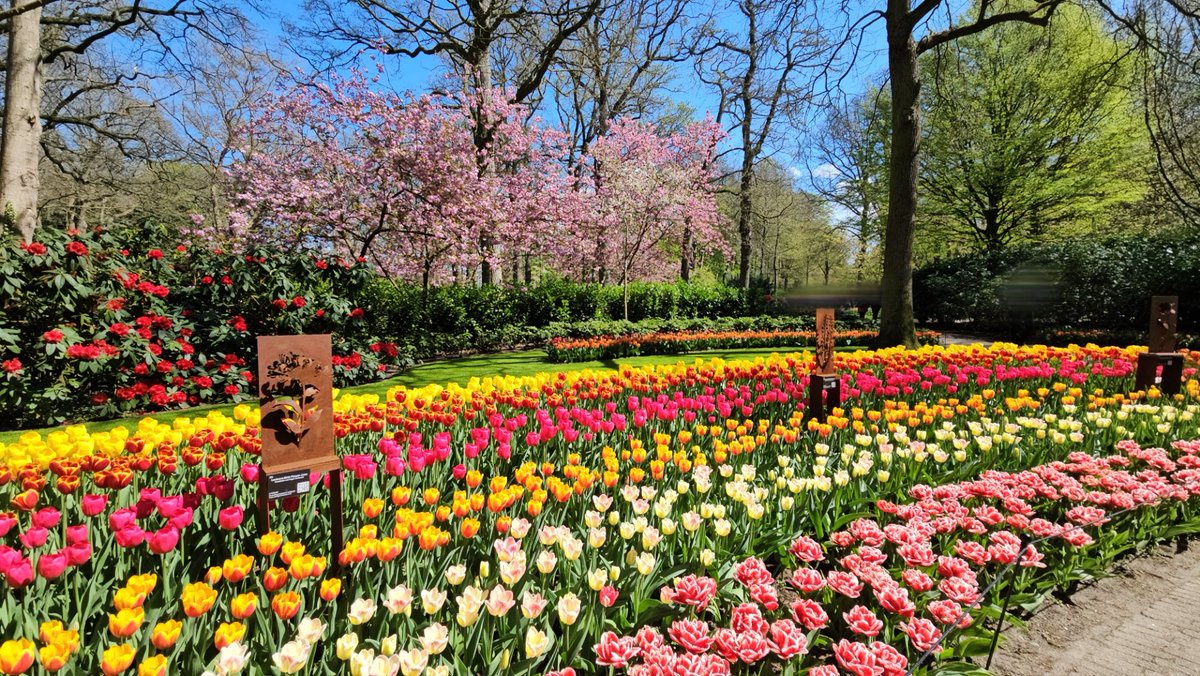 txnaoo's tweet photo. どの花みても綺麗だなー https://t.co/YONrqSdW9Y