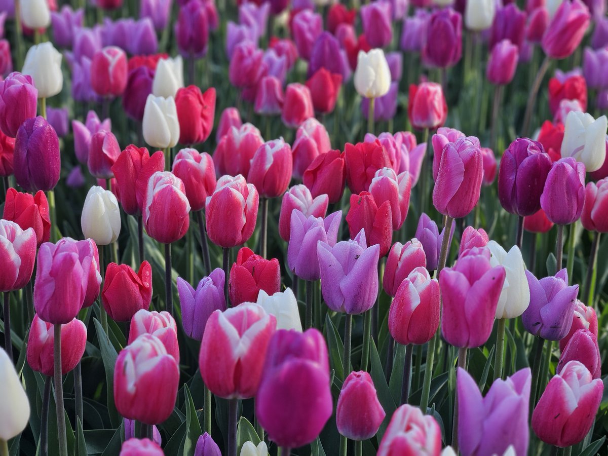 txnaoo's tweet photo. どの花みても綺麗だなー https://t.co/YONrqSdW9Y