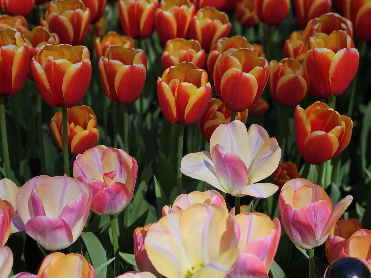 txnaoo's tweet photo. どの花みても綺麗だなー https://t.co/YONrqSdW9Y