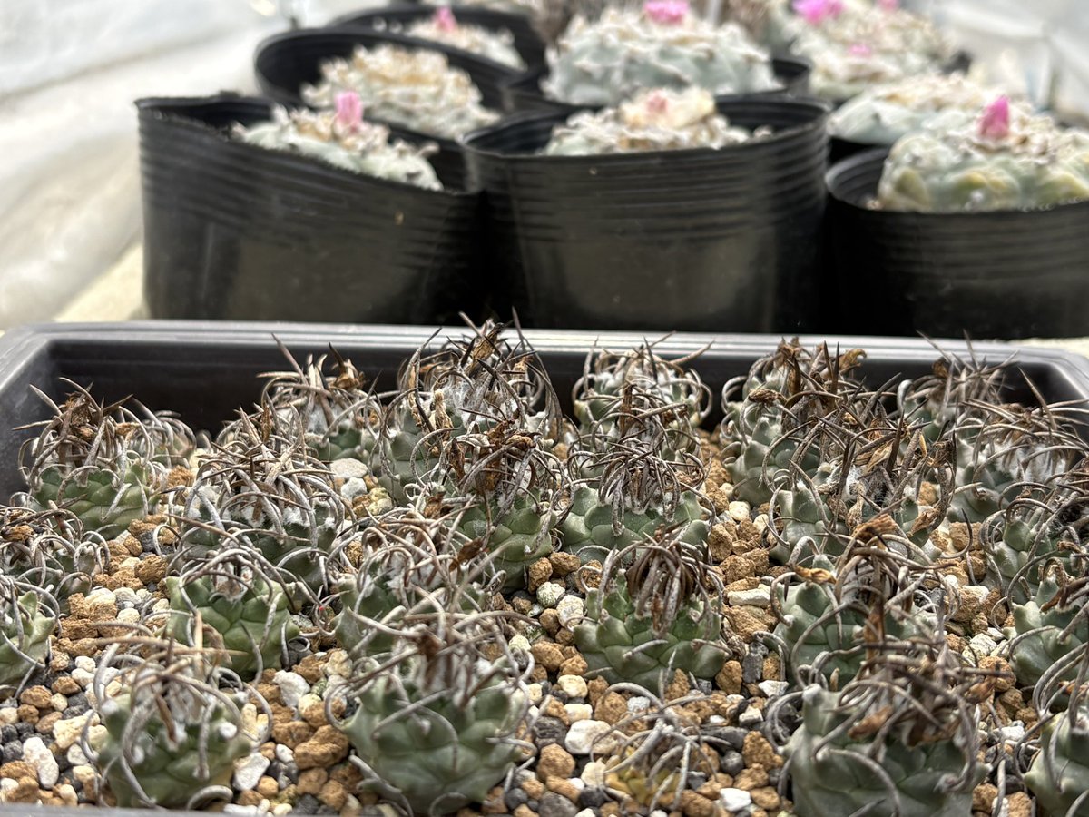 cactuspower tweet media