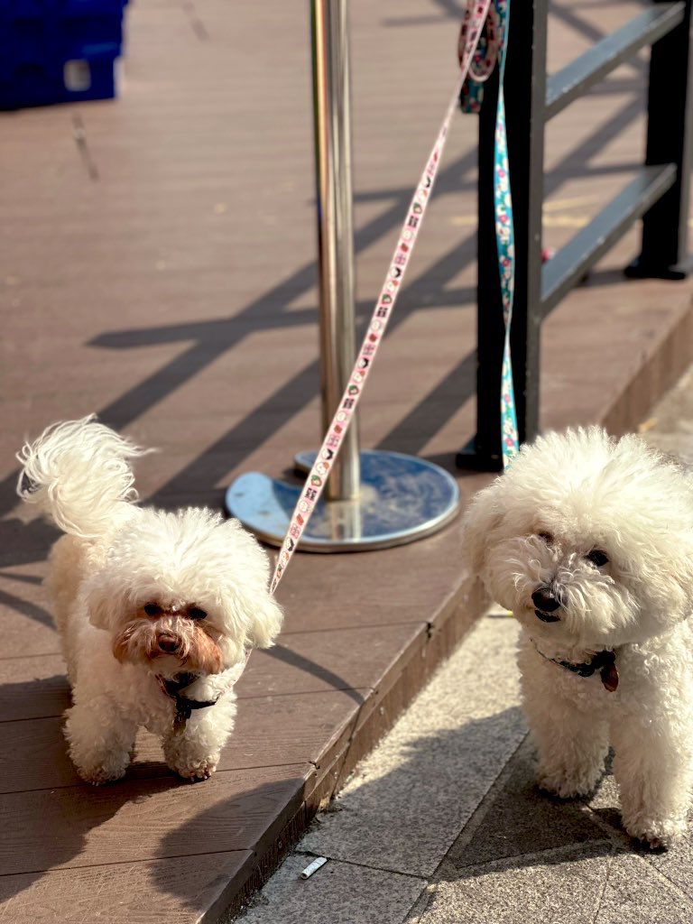 2thecloud96's tweet photo. 🐶🐾 #les #wlw https://t.co/KB48KssYp2