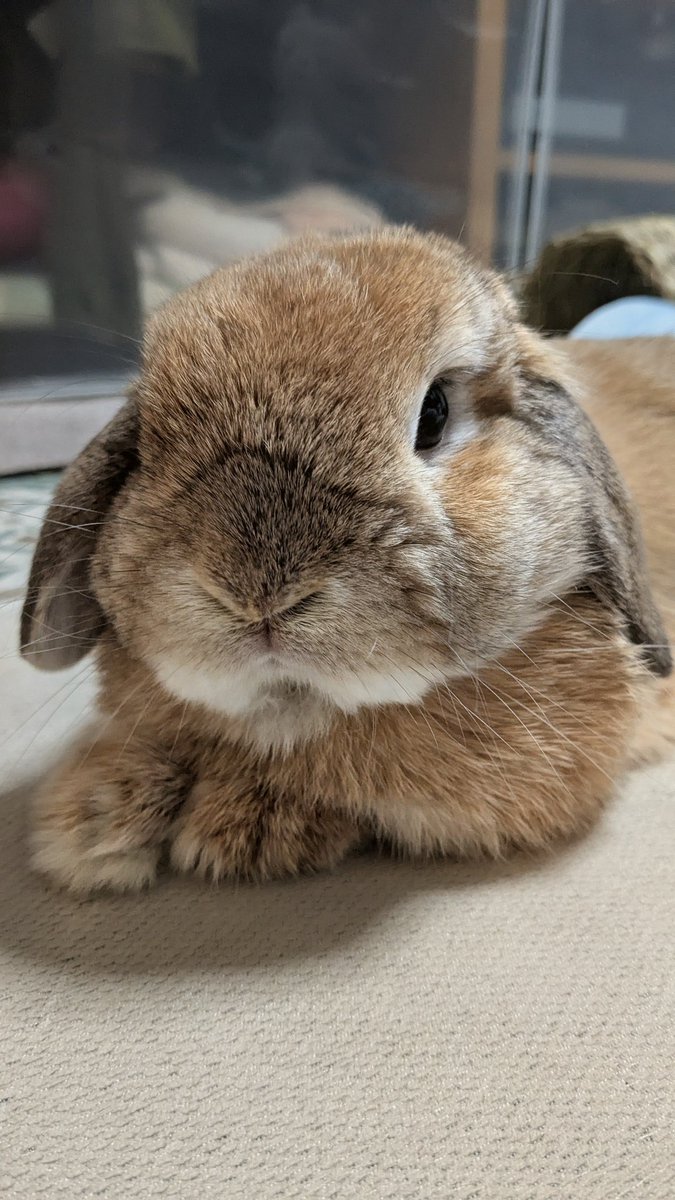 ヒロヤマ(けんた🐰) tweet media