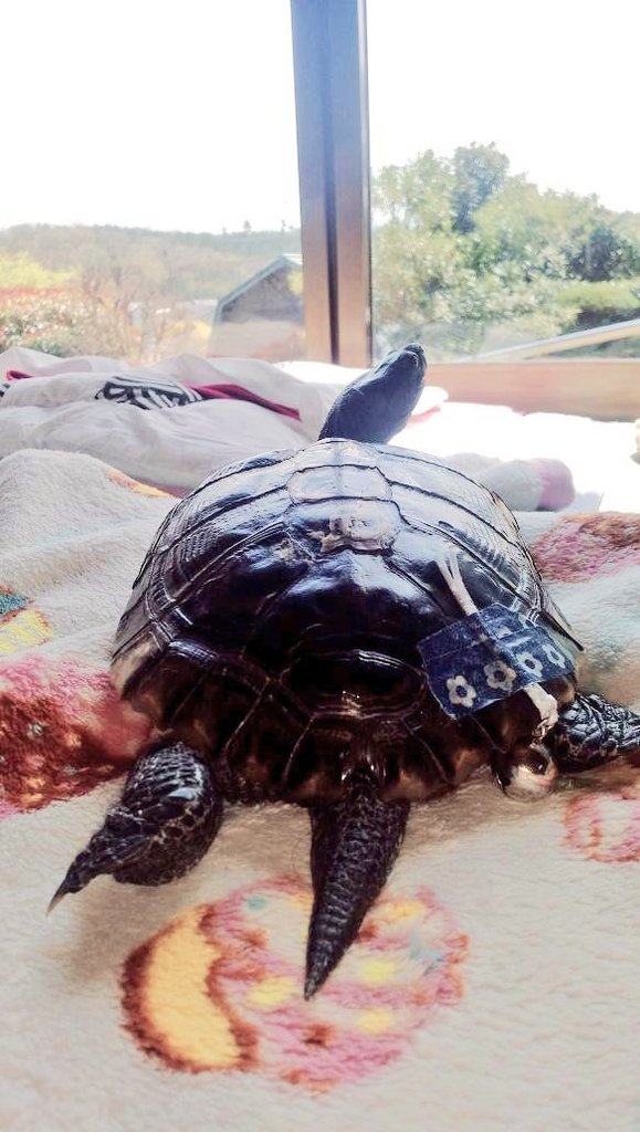 北れい子 tweet media