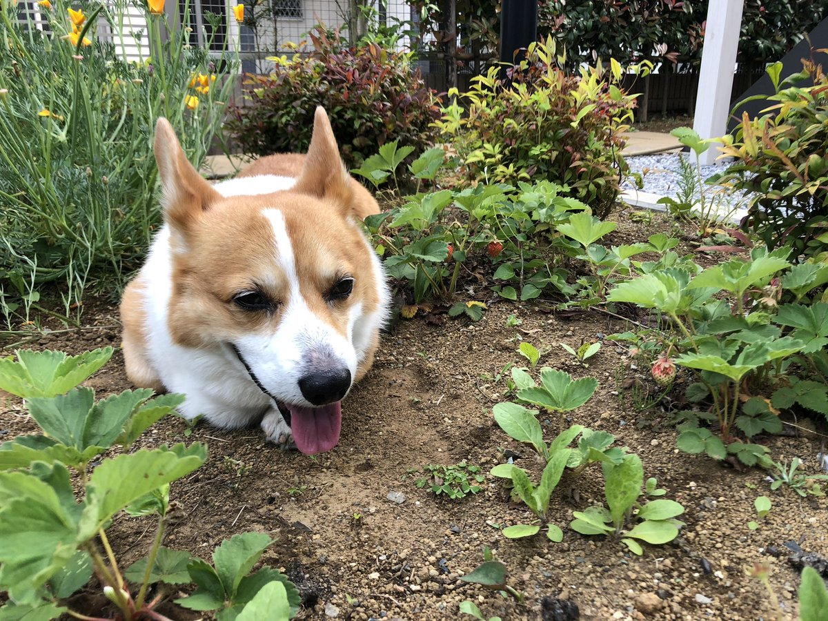 みるくママ tweet media