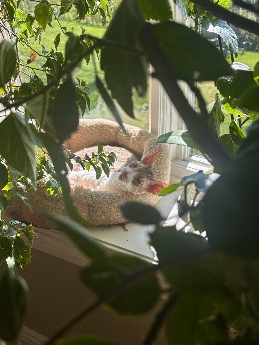 [260419] #SAPARATA weverse dm 💬

🐁 [photo] 
🐁 for your information, joseph is doing well 
🐁 just accepting things and living at ease is great, right ㅋㅋㅋㅋㅋ
🐁 cheer up~