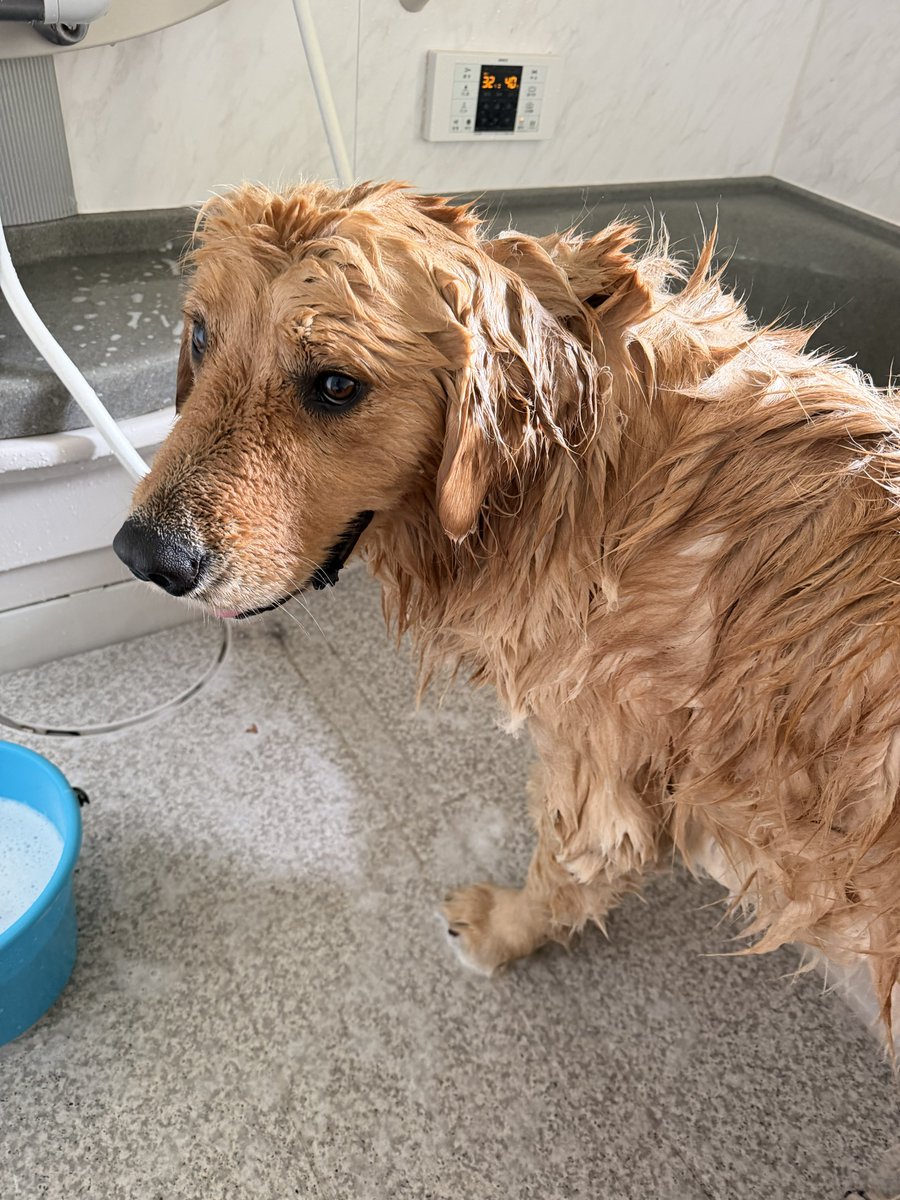 ゴールデンのボンド tweet media