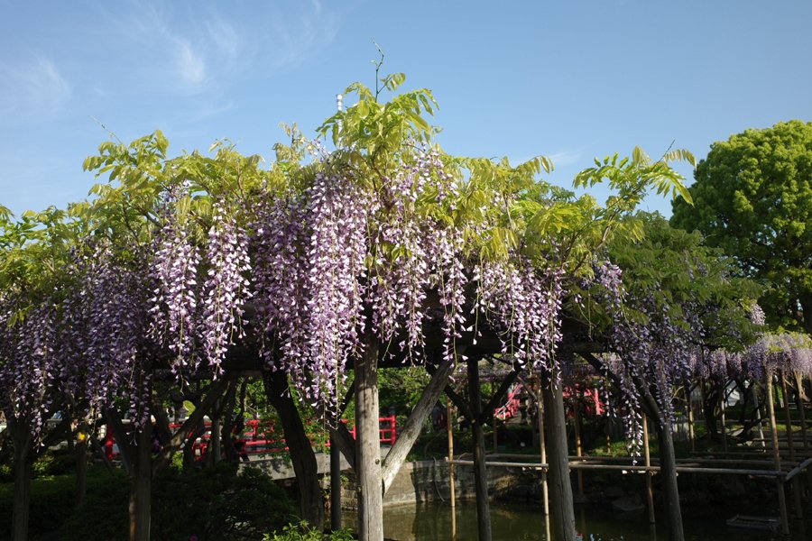 ヨシオ tweet media