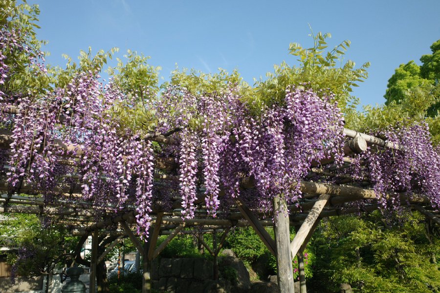 ヨシオ tweet media