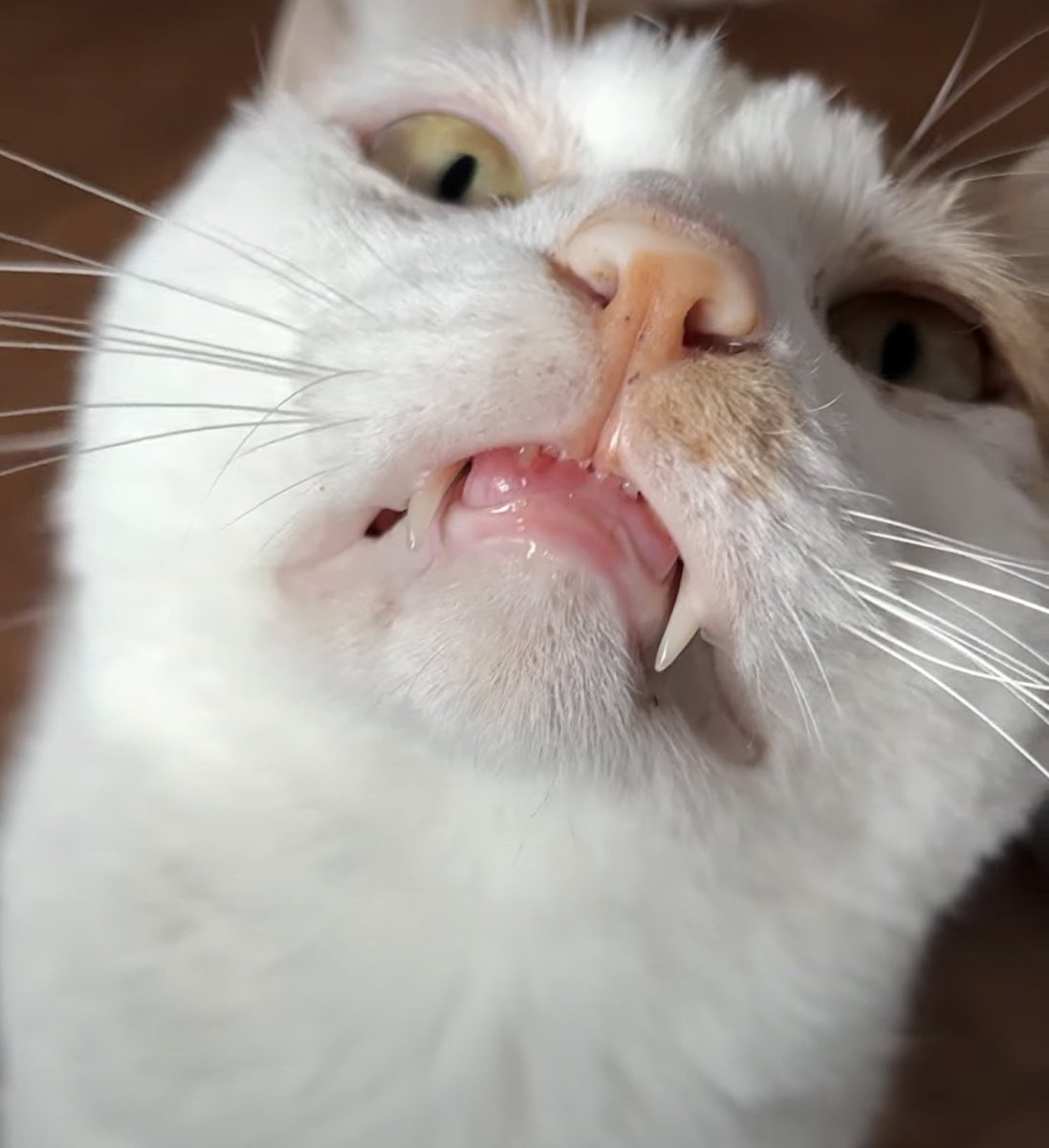 にゃんたまチャンネル@猫と遊べる温泉旅館 tweet media