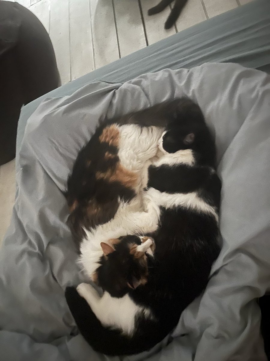 Jun Yoshizaki tweet media