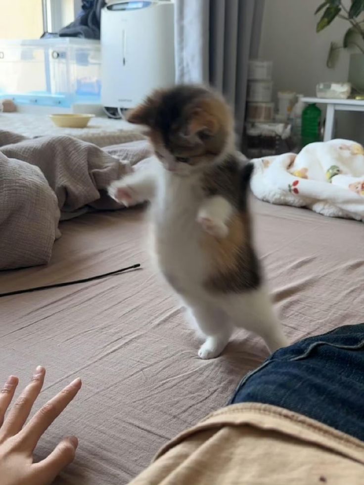 nekocatts tweet picture