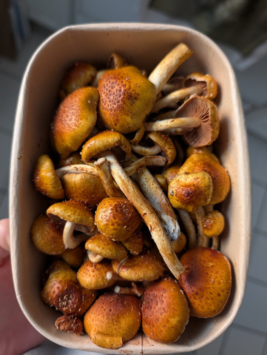 Gammichan tweet media