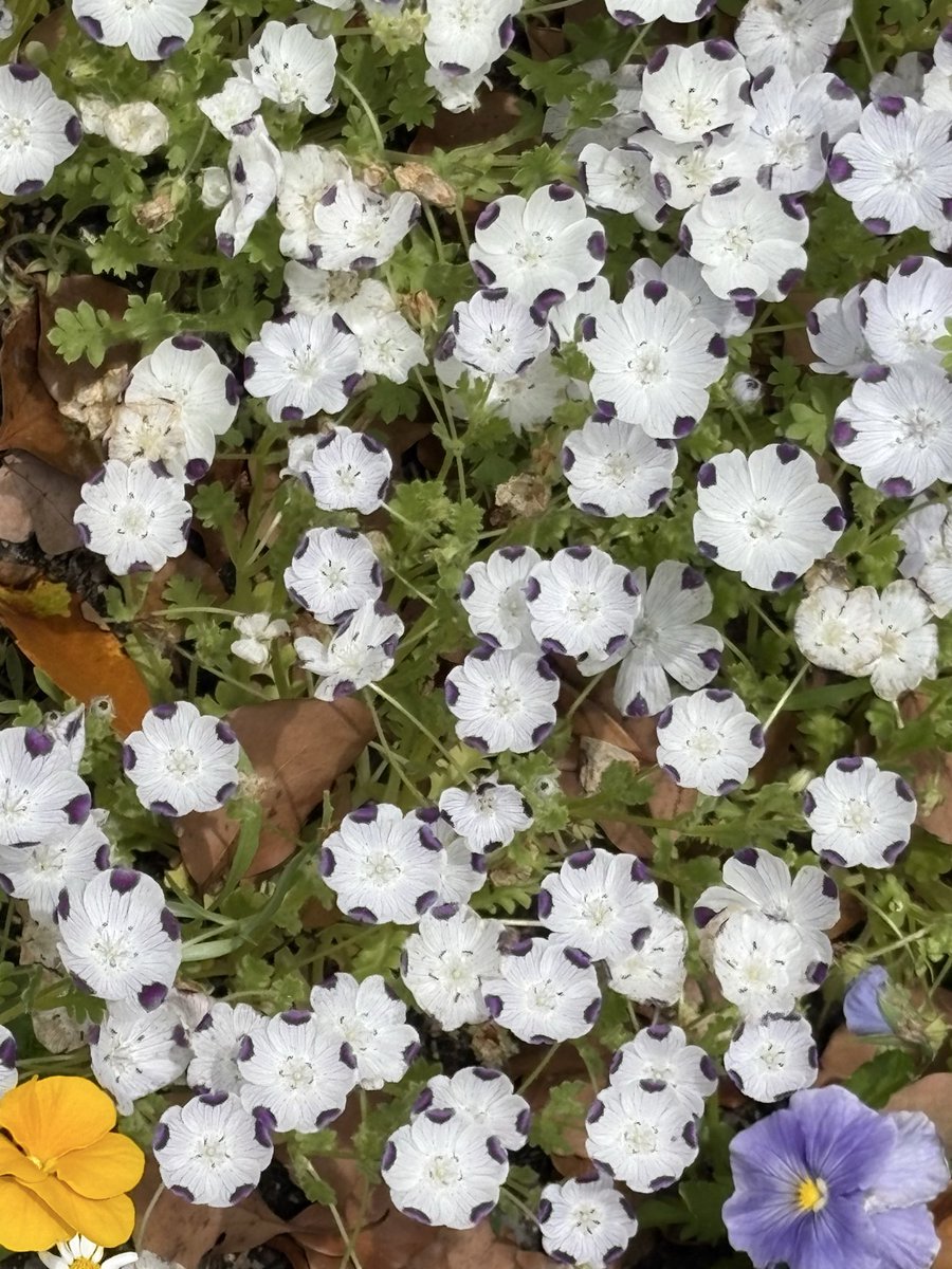 ビリー tweet media