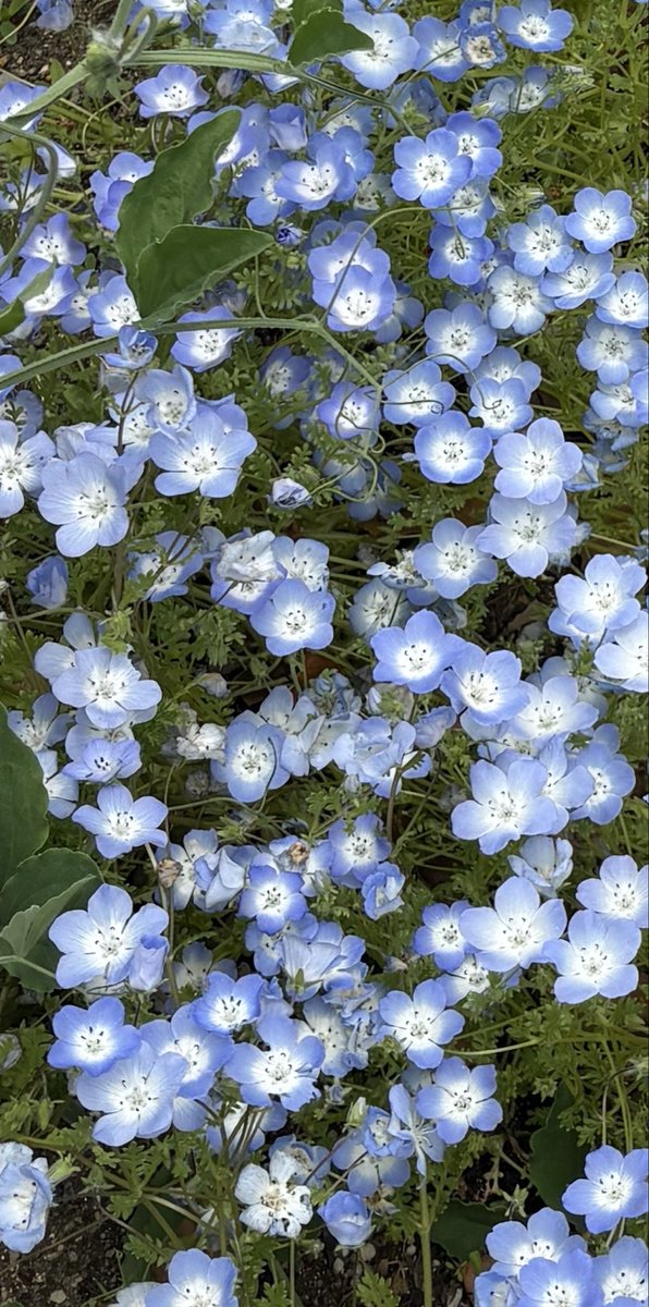 ビリー tweet media