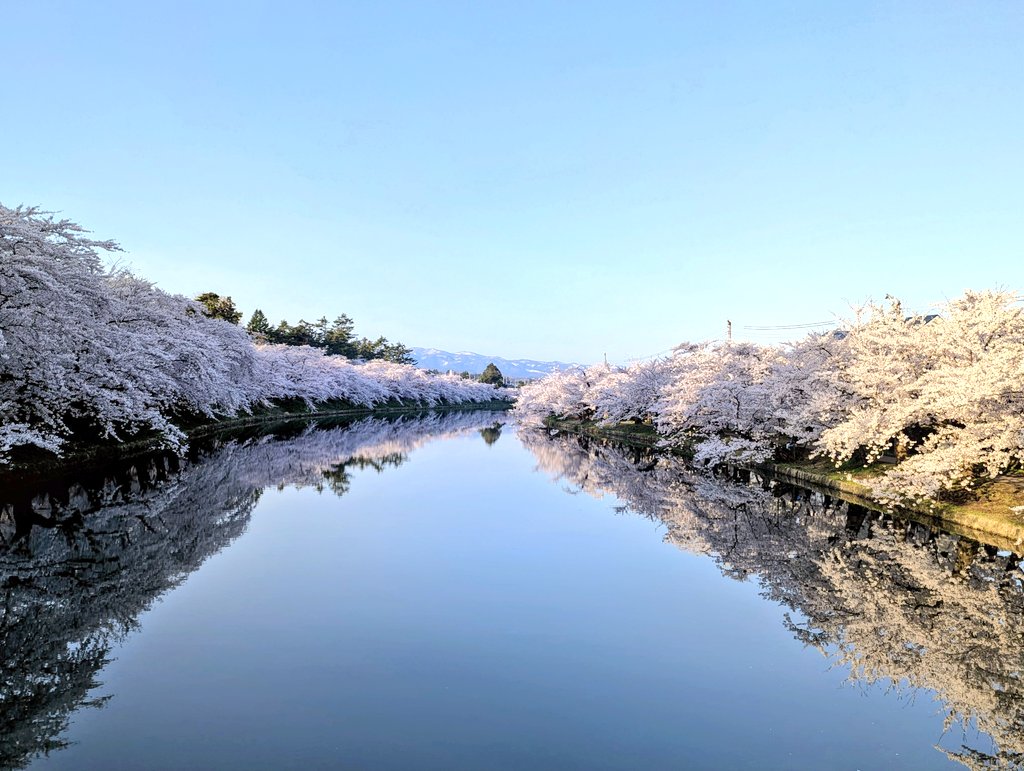 しまざき tweet media