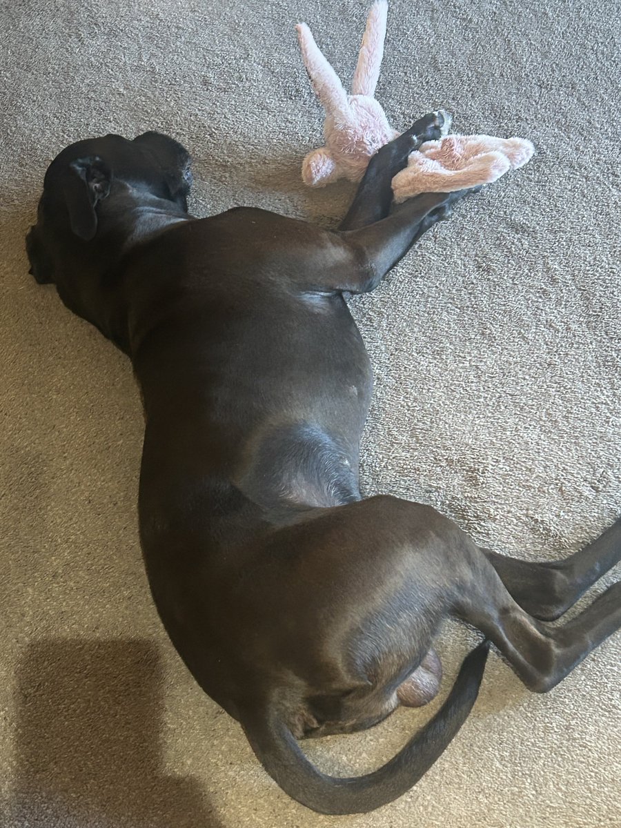 North2North's tweet image. Lotto has a new bunny friend #Dogs ❤️