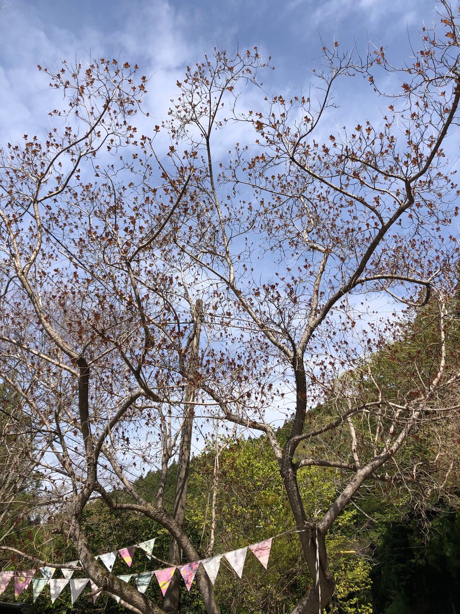 よしちゃんの まーるい暮らしに移行している 超個人的な過程 🐾 の記録 &つぶやき〜(^-^)♪ tweet media