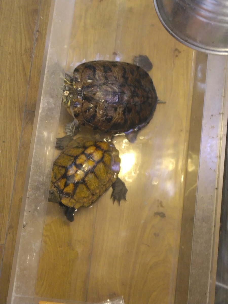 まっきー/末期P（仮）❤️‍🔥🈁⚡ tweet media