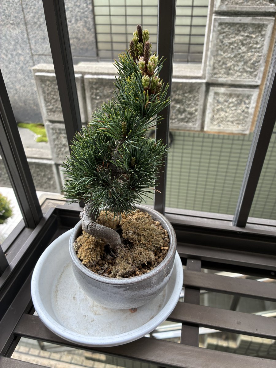 三木 あきら tweet media