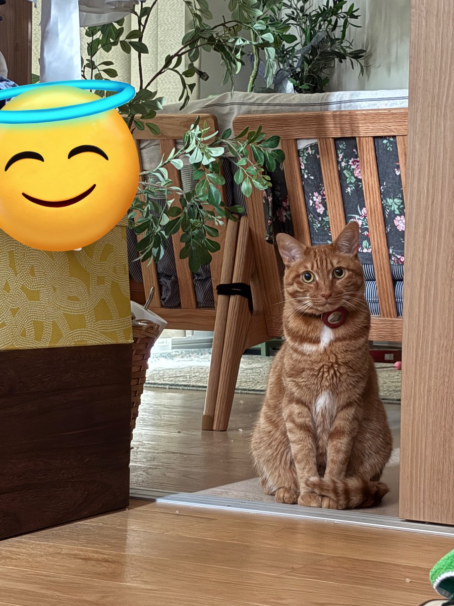 おむぎちゃん tweet media