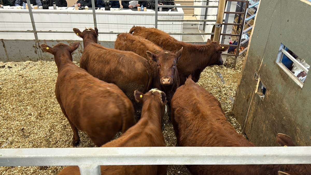 Kim Jo Bliss tweet media