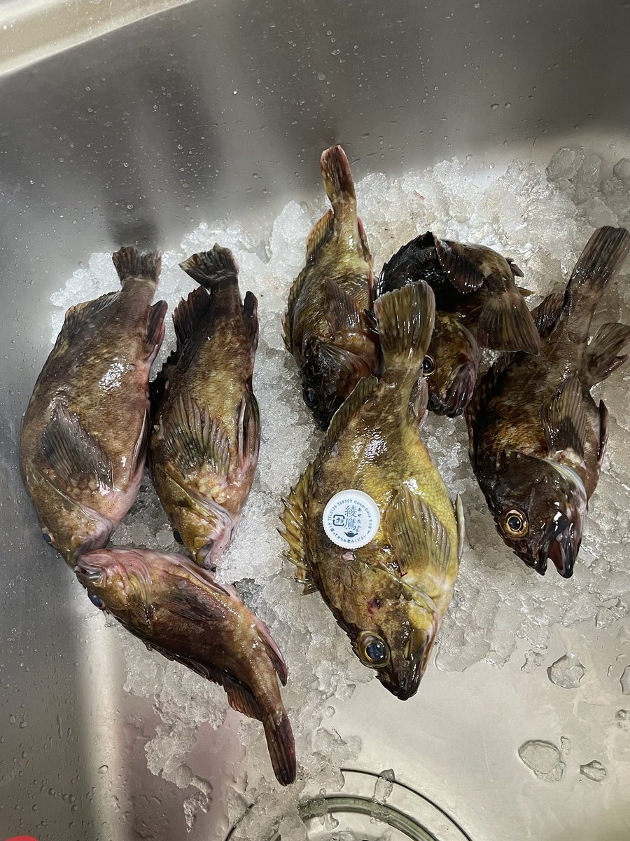 tamakixtu's tweet photo. 爆釣しました🎣 https://t.co/YXHGHNEsdn