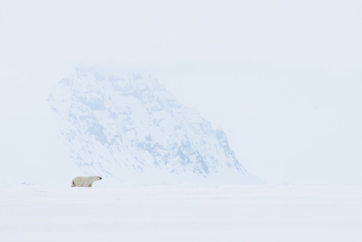 Arctic Kingdom tweet media
