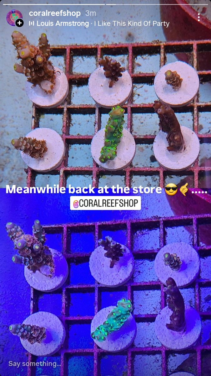CoralReefShop's tweet image. Meanwhile back at the store 😎🤙..... @CoralReefShop some new and very interesting SPS pieces. 

#saltwateraquarium #reeftank #coral