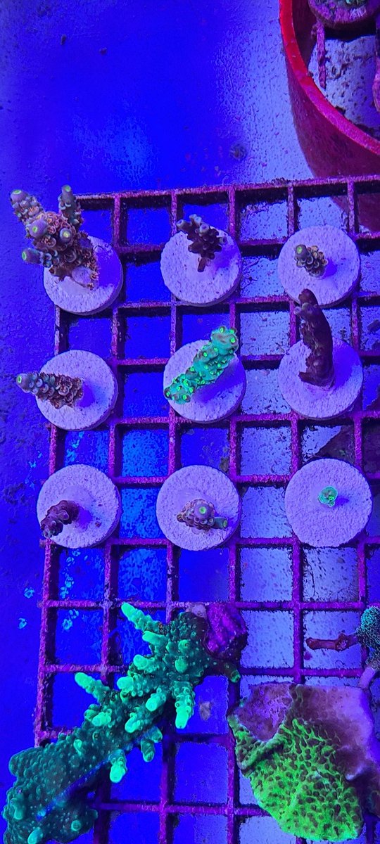 CoralReefShop's tweet image. Meanwhile back at the store 😎🤙..... @CoralReefShop some new and very interesting SPS pieces. 

#saltwateraquarium #reeftank #coral