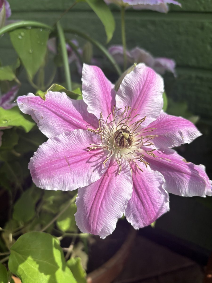 ぼんれす黒菟🌾 tweet media