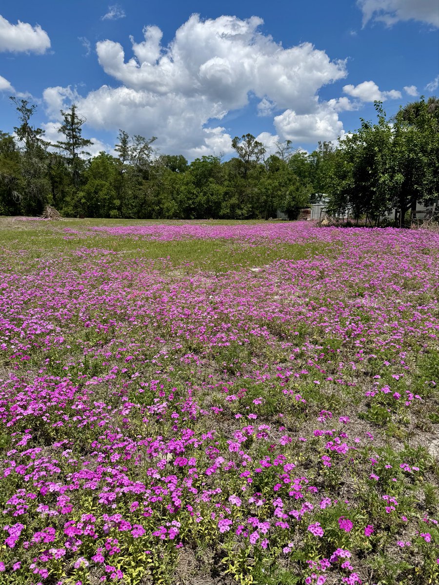 dolbyl's tweet image. Saturday vibes… #optoutside #getoutside #nature #naturephotography #lovefl