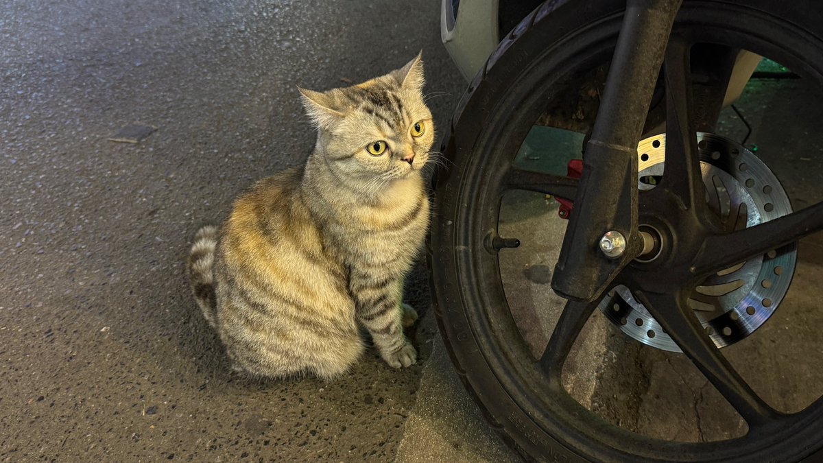 🅄🄼🄴 tweet media