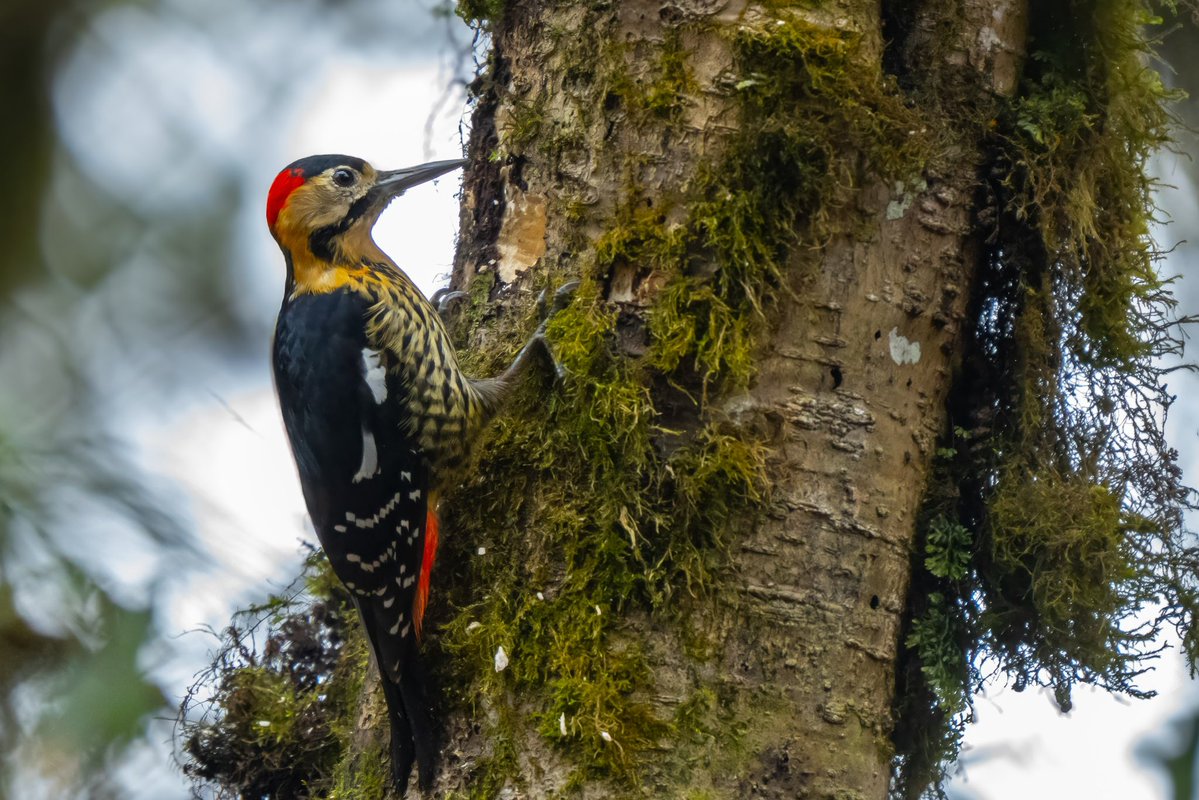 mitoGFP's tweet image. Darjeeling woodpecker, Speckled piculet and Gray-headed woodpecker #BirdsSeenIn2026 #birding #BirdTwitter #BirdsOfTwitter #birdphotography #latpanchar #IndiAves #natgeoindia #darjeeling #woodpecker